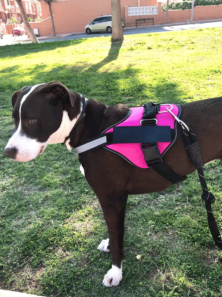 Anti Choke Dog Harness