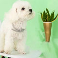FLASHIELD COLLAR – Herbal flea & tick protection collar for dogs & cats
