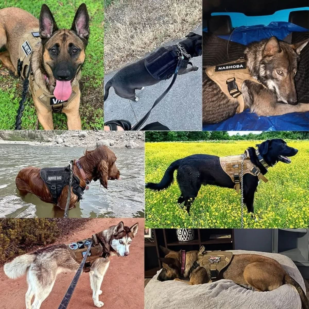 Adjustable Dog Harness for Safe and Comfortable Training